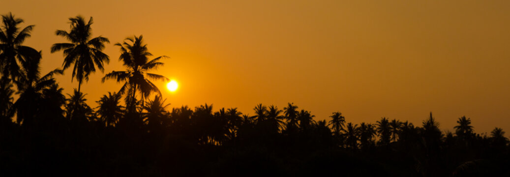 Sri Lanka palm sunset