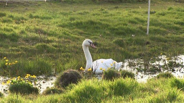gros plan sur un cygne