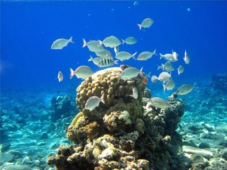 Red Sea coral