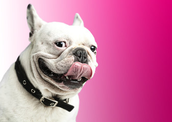 french bulldog