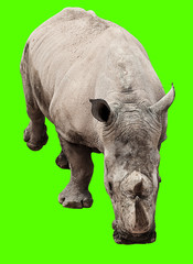 rhinoceros isolated