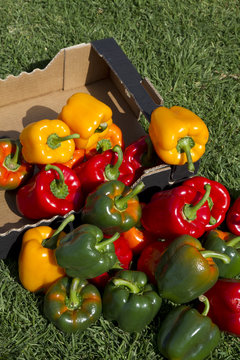 lote pimientos caja