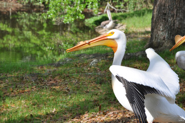 Pelican