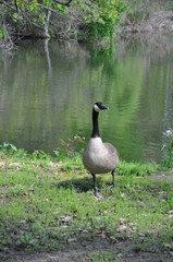 Canada Goose