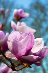 Photo sur Plexiglas Magnolia magnolias en fleurs
