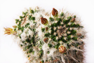 Cactus - Mammillaria - obrazy, fototapety, plakaty