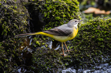 Grey Wagtail (Motacilla cinerea)