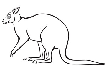 Kangaroo