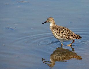 profile of sandpiper searched in the marsh