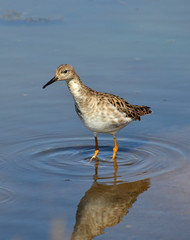 portrait of sandpiper in the marsh
