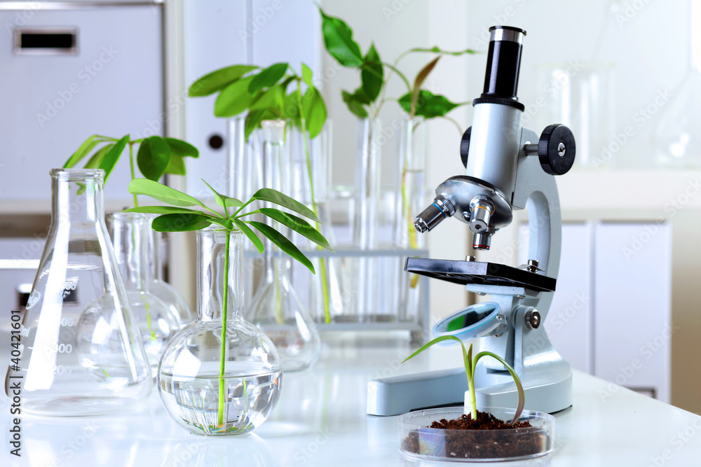 Wall mural green plants in biology laborotary