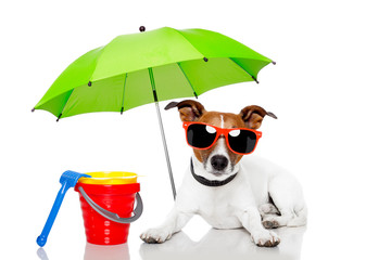 dog sunbathing with umbrella