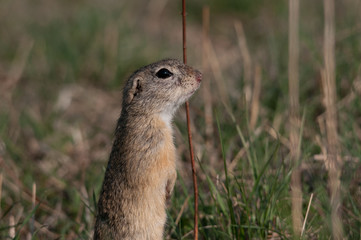 Fototapeta premium Ziesel