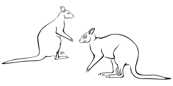 Couple of kangaroo