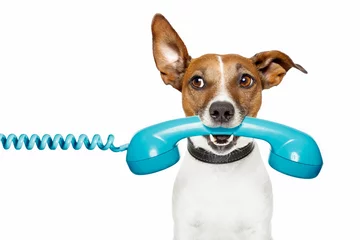 Foto auf Acrylglas Lustiger Hund Hund am Telefon und zur Seite schauen