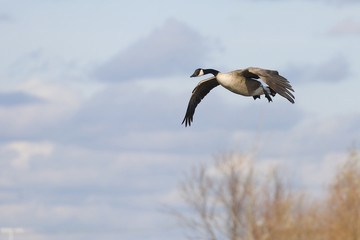 Landing Goose