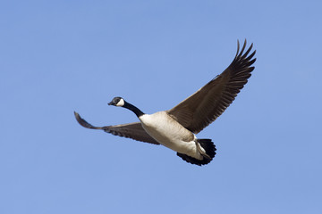 Flying Goose