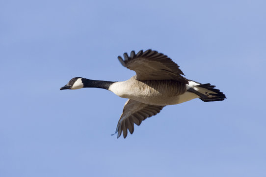 Single Canada Goose