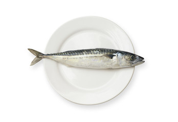 fresh fish on white plate