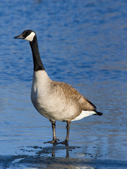 Standing Goose