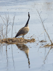 Canada goose reflection