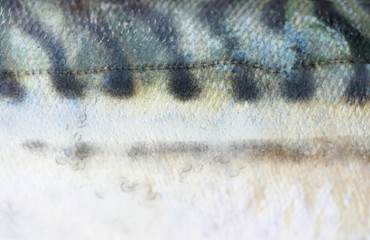 closeup of fish skin texture