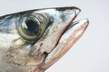 fish head closeup