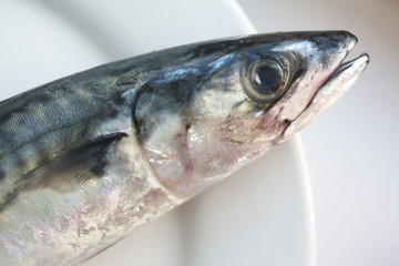 fresh fish on white plate closeup