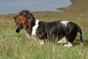 basset hound de profil près de l'eau