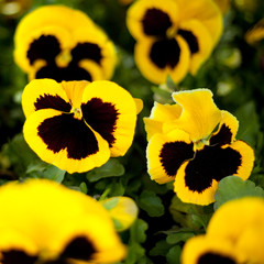 bratki kwadrat żółty czarny środek roślina kwiatek kwiat - obrazy, fototapety, plakaty