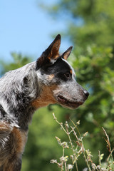 portrait de profil du bouvier australien