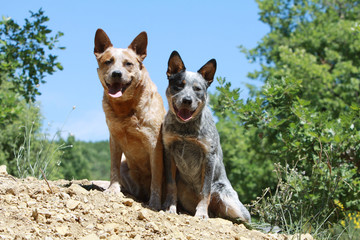 couple de bouviers australiens