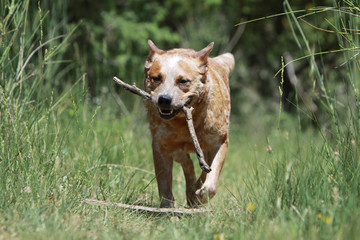 australian catte dog with a piece of wood