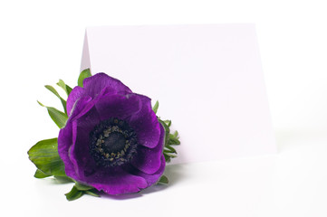 anemone flower and greeting card