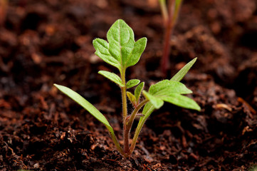 Green seedling