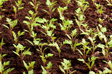 Green seedling