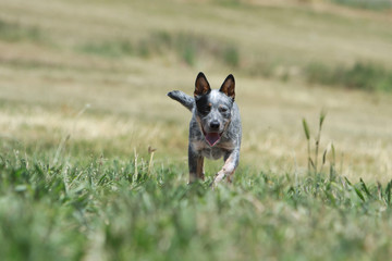 course de face de l'australian cattle dog