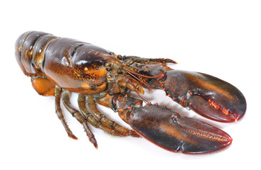 Bogavante en diagonal.