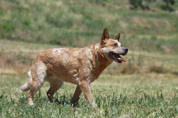 démarche de l'australian cattle dog