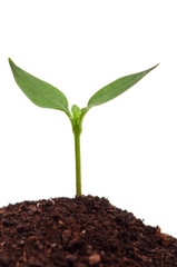 Green seedling