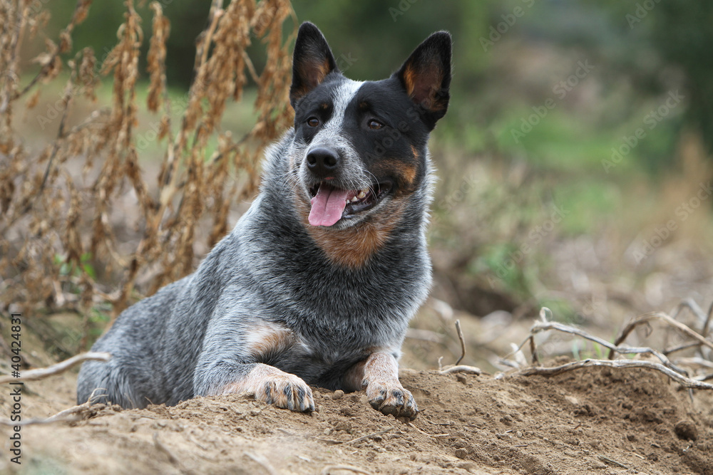 Wall mural australian cattle dog, chien rare