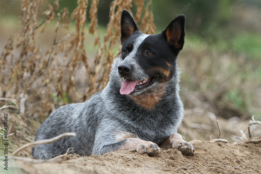 Wall mural australian cattle dog - bouvier australien