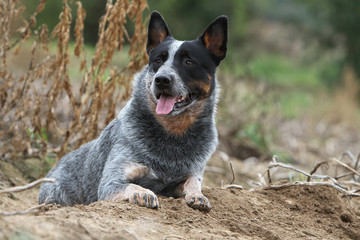 australian cattle dog, chien rare