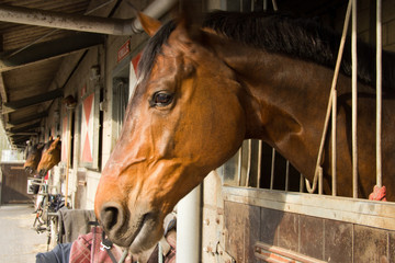 horses in their stalls