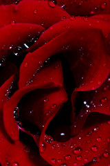 Rose with water drops
