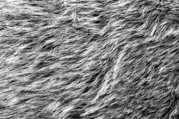 Gray fur