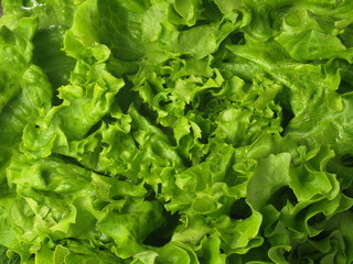Lettuce, closeup