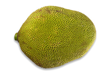 Giant jackfruit of South East Asia