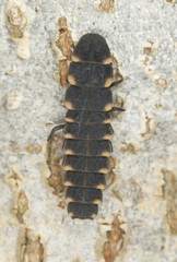 Common glow-worm of europe, lampyric noctiluca