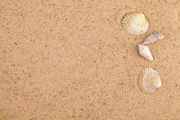 sand texture with shells